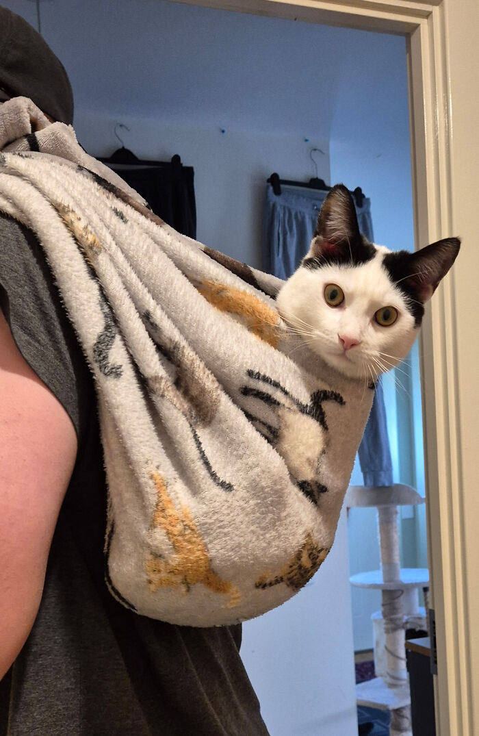 Black and white cat comfortably wrapped in a blanket sling indoors, showcasing scrungy cat pics with cozy and adorable vibes.