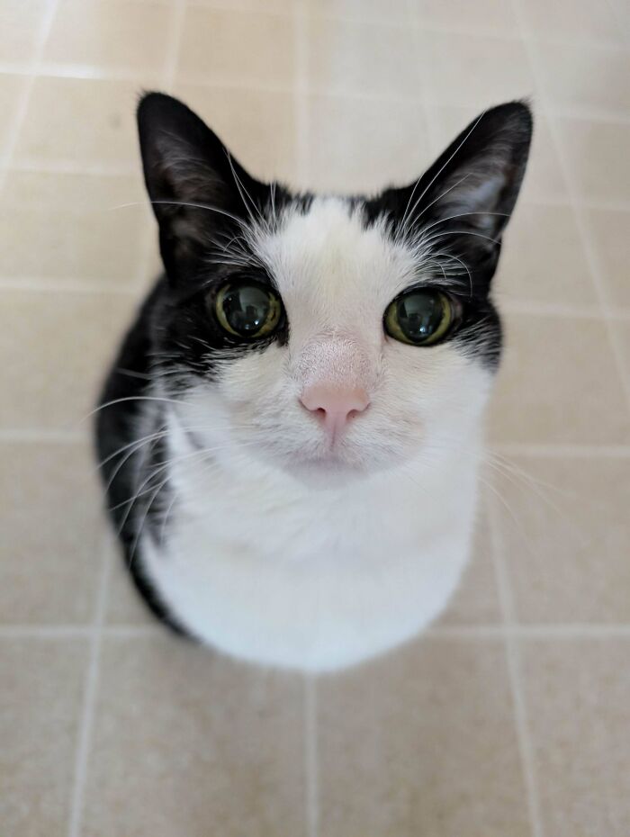 Black and white cat with large eyes looking up, one of the blurry and scrungy cat pics that boost serotonin.