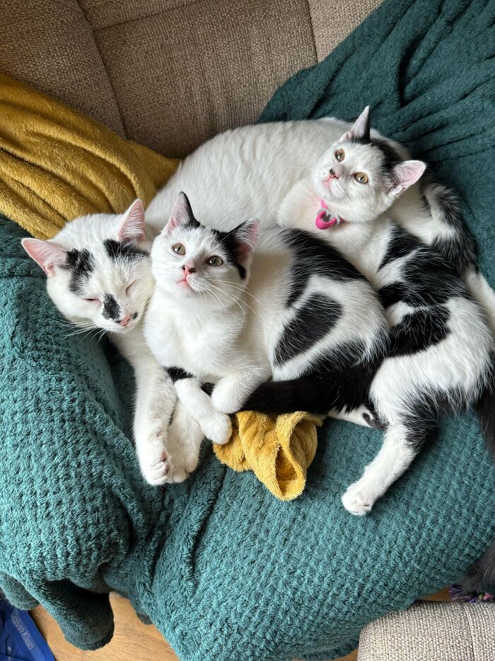 Three black and white cats cuddling on a cozy teal blanket with a yellow cloth, cuteness boosting serotonin levels.