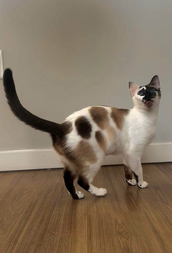 Siamese cat with unique markings standing on wooden floor, a scrungy cat pic that boosts serotonin with quirky charm.