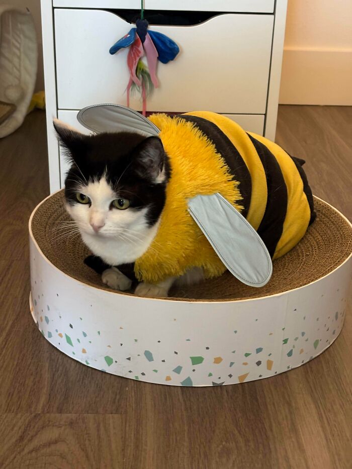 Black and white cat wearing a yellow and black bee costume sitting in a round cat scratcher, a serotonin booster image.