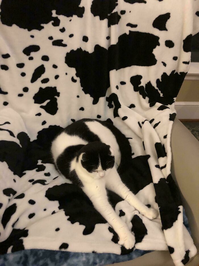Black and white cat stretching on a matching cow print blanket, a scrungy cat pic that boosts serotonin.
