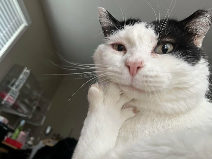 Close-up of a scrungy black and white cat with one eye partly closed, captured in a blurry and cozy indoor setting.