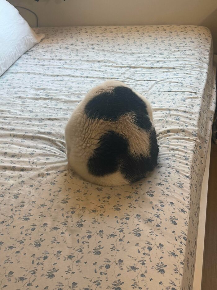 Cat curled up on a floral bedspread, showing scrungy black and white fur, a cozy serotonin booster moment.