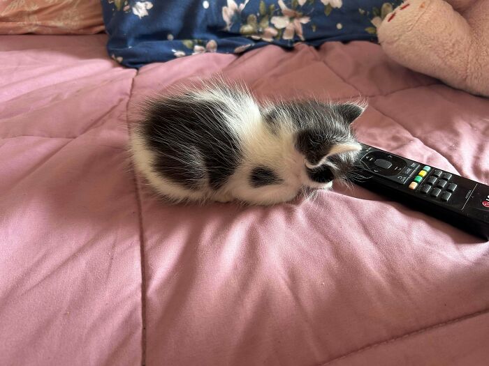 Small black and white kitten resting on pink bedding next to a TV remote, a cozy serotonin booster cat pic.