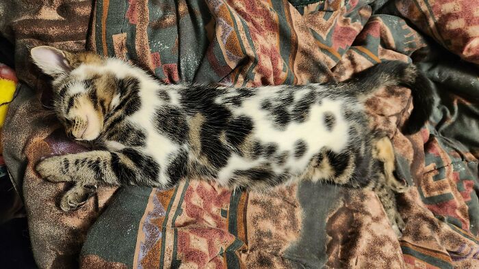 Sleeping kitten with scrungy fur stretched out on a patterned blanket, a blurry cat pic that boosts serotonin and joy