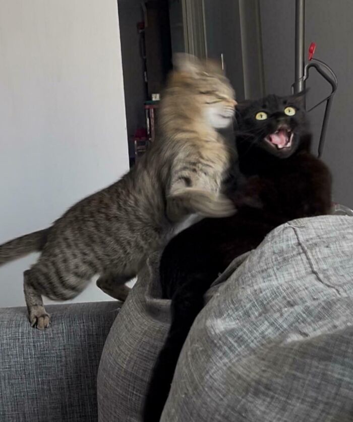 Two cats in a blurry and scrungy moment, one tabby and one black, creating a playful and chaotic scene.