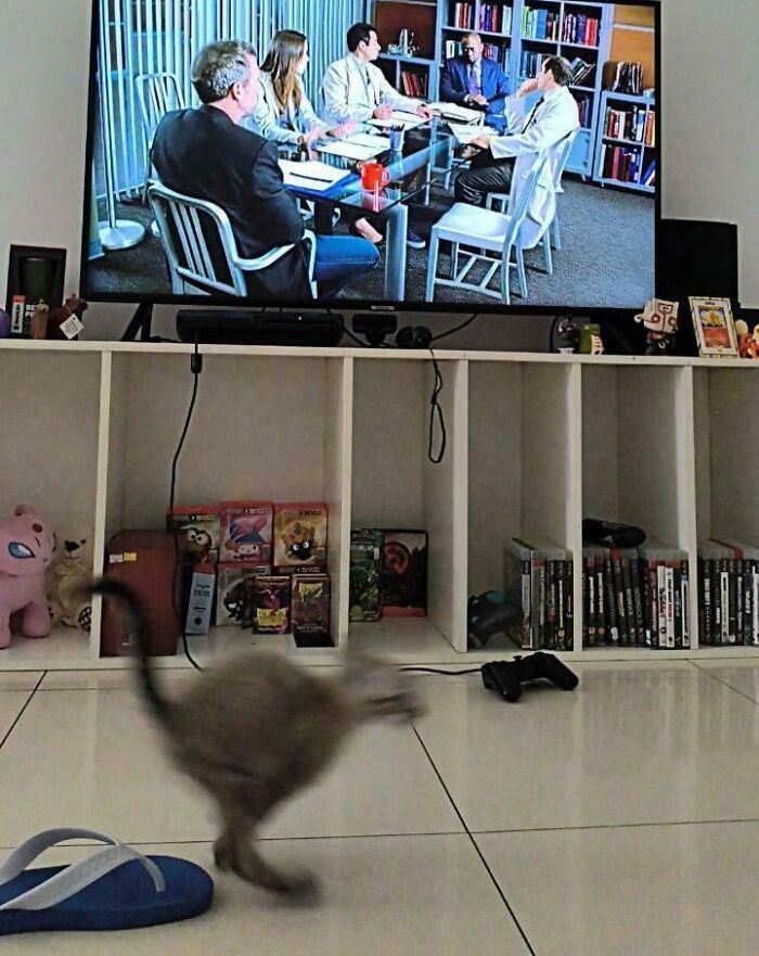 Blurry and scrungy cat running across a tiled floor in front of a TV and shelves filled with books and games.