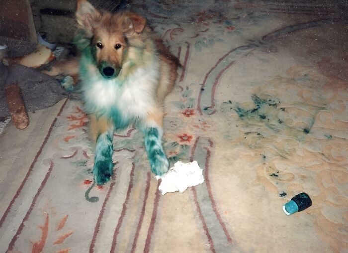 Dog with paws stained green on a carpet with visible expensive fail stains and spilled paint or ink nearby.