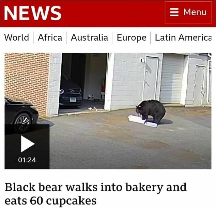 Black bear caught on camera in wild incident walking into bakery and eating dozens of cupcakes outdoors near parked cars.