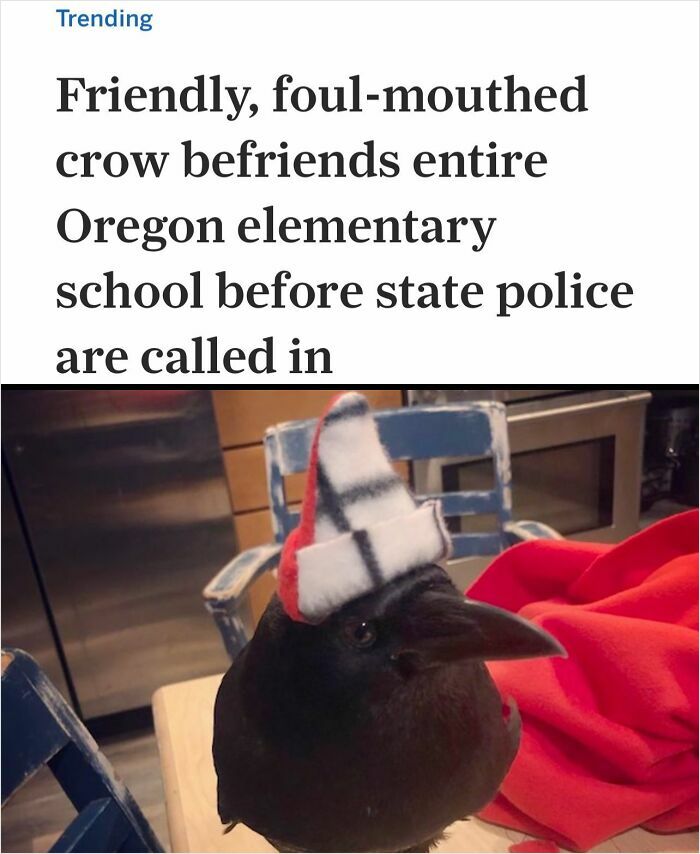 Friendly crow wearing a small hat inside Oregon elementary school during wild incidents that made headlines.