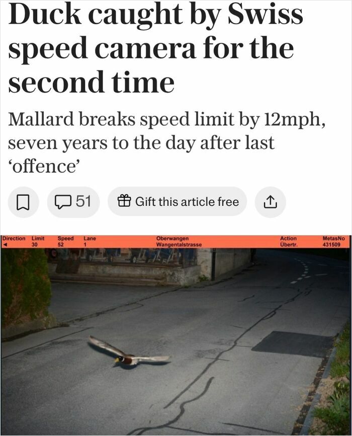 Mallard duck caught by Swiss speed camera breaking speed limit in wild incident hard to believe from headlines