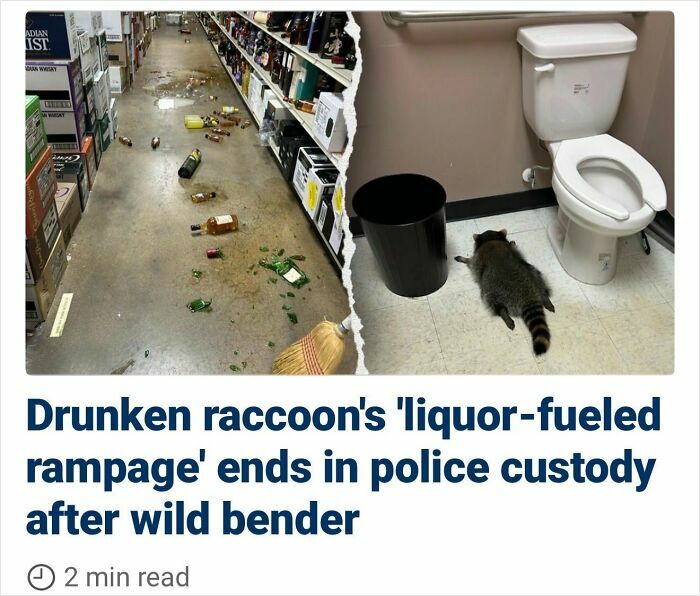 A raccoon causing a liquor-fueled rampage with broken bottles in a store aisle and lying near a toilet.