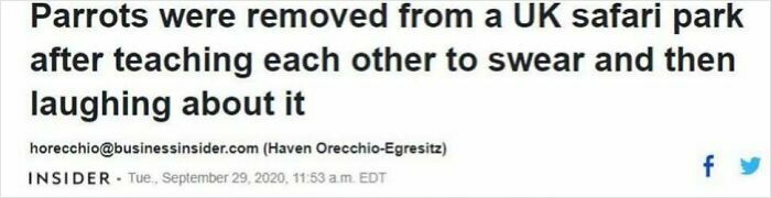 Parrots removed from UK safari park after teaching each other to swear and laughing, a wild incident making headlines.