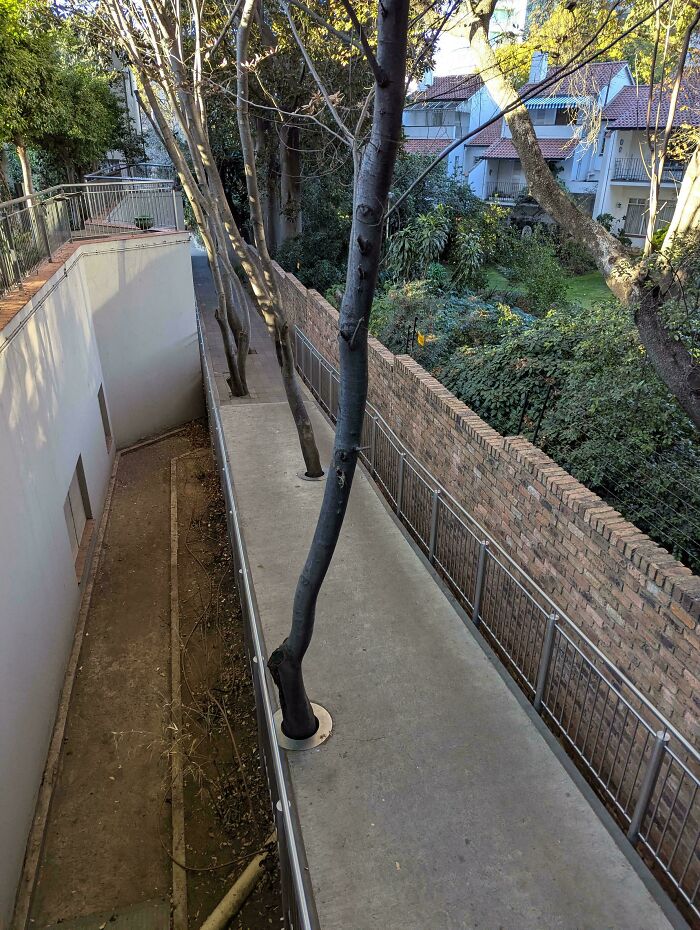 Narrow walkway with trees growing through concrete, illustrating dumb design decisions causing problems in outdoor space.