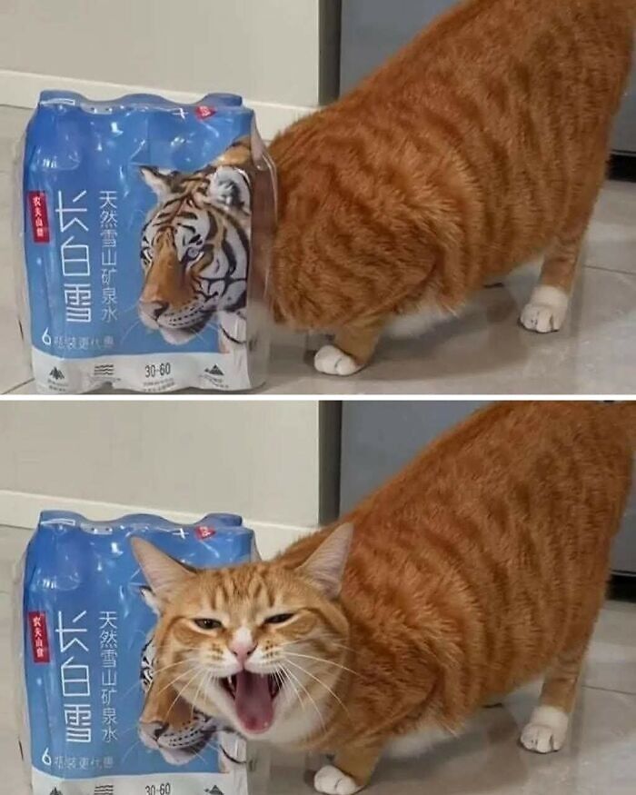Orange tabby cat interacting with a water pack featuring a tiger image, capturing a hilarious animal moment caught on camera.
