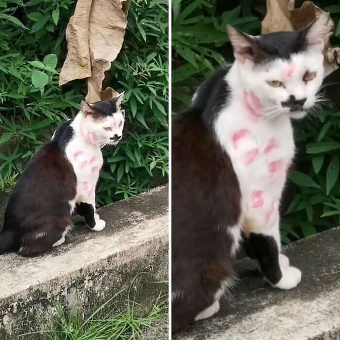 Cat covered in lipstick kiss marks sitting on a concrete ledge surrounded by green plants in a hilarious moment caught on camera.