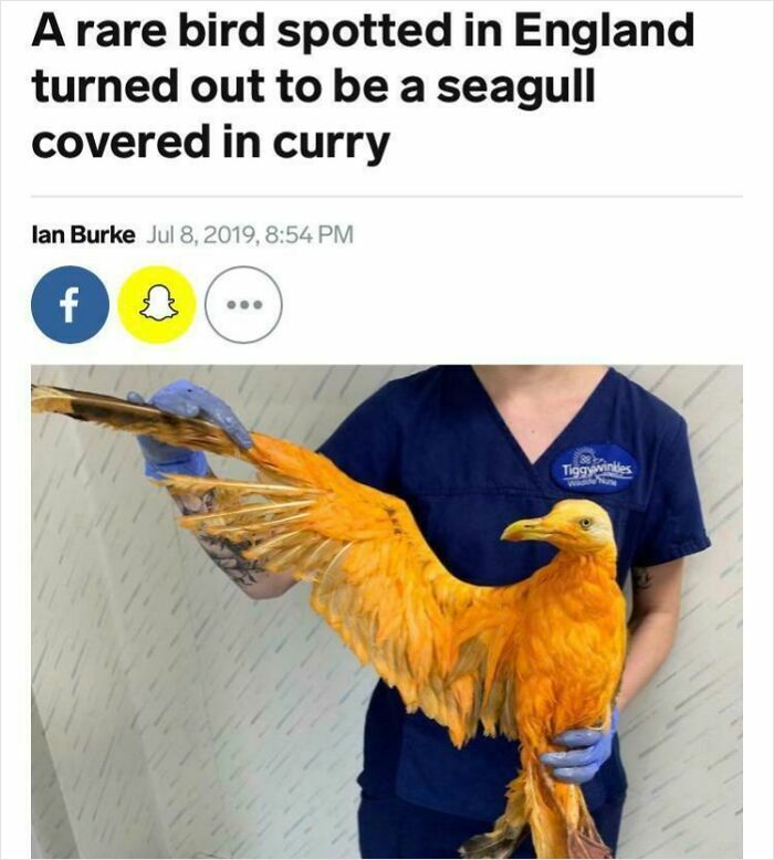 Person in blue uniform holding a seagull covered in curry, a wild incident featured in headline news.
