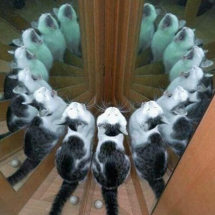 Black and white cat creating multiple reflections in a mirror, forming a circular pattern with a unique sense of humor vibe.