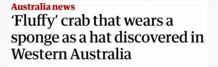 Crab wearing a sponge as a hat discovered in Western Australia, one of the wild incidents making headlines recently.