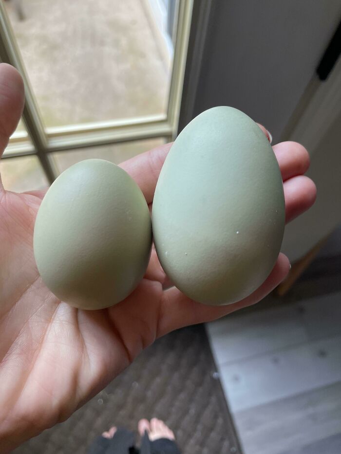 Hand holding two unusually large green eggs showcasing normal practices in Europe that the US may find weird.