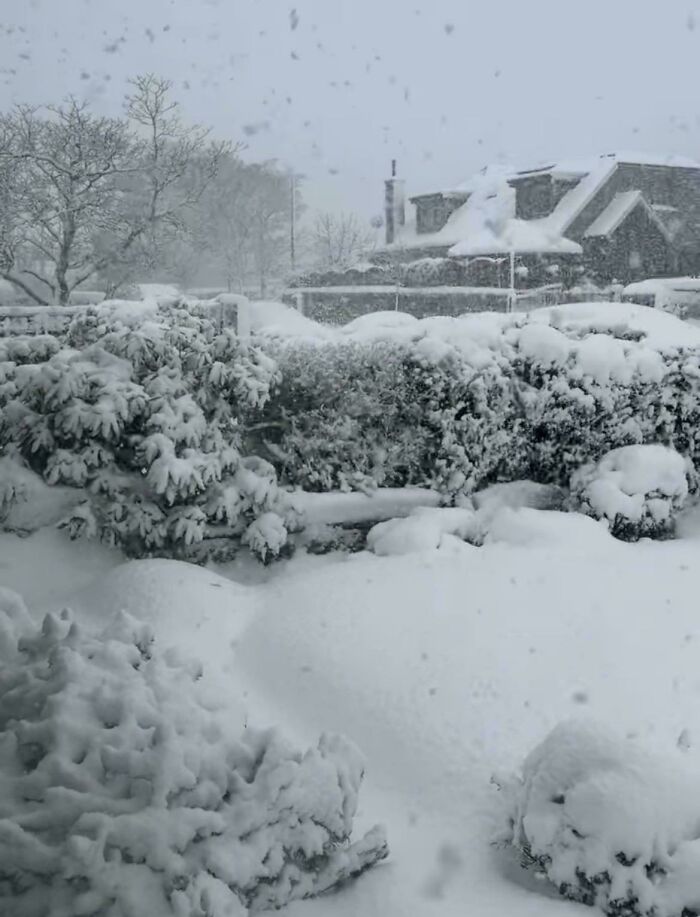 Snow-covered bushes and house during heavy snowfall creating a cozy winter scene to enjoy without stepping outside.