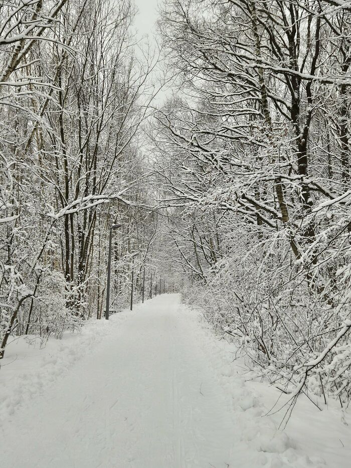 Snow-covered trees lining a quiet winter path, showcasing cozy winter nature scenes to enjoy indoors this season.