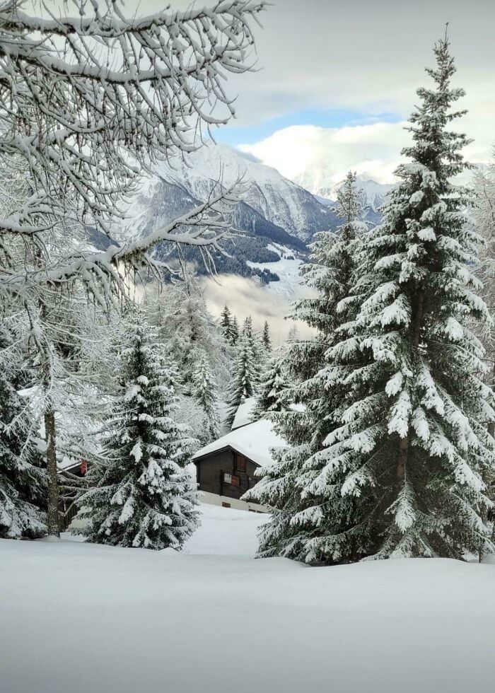 Cozy winter cabin surrounded by snow-covered pine trees and mountains, capturing peaceful winter images of the season.
