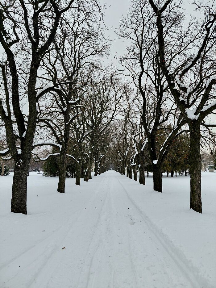 Snow-covered pathway lined with bare trees showcasing cozy winter scenes to enjoy without stepping into the cold.