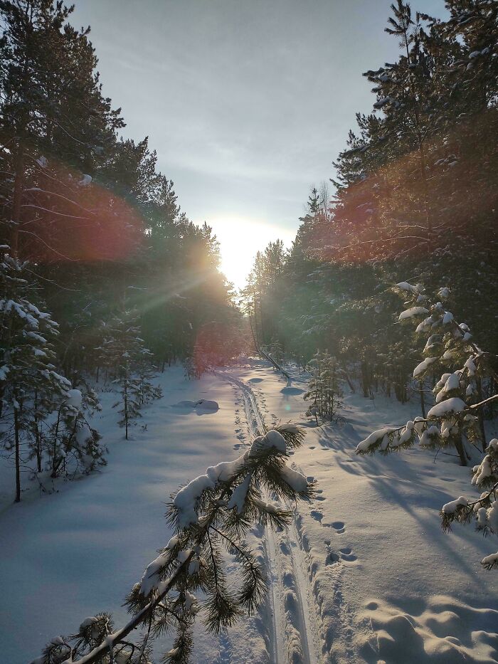 Snow-covered forest path with sunlight filtering through trees, creating a cozy winter atmosphere to enjoy indoors.