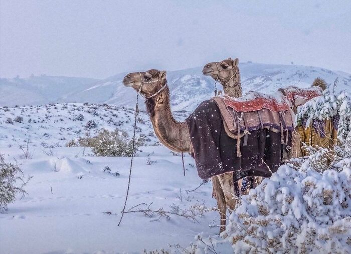 Two camels covered with blankets standing in a snowy winter landscape with mountains in the background, cozy winter scene.