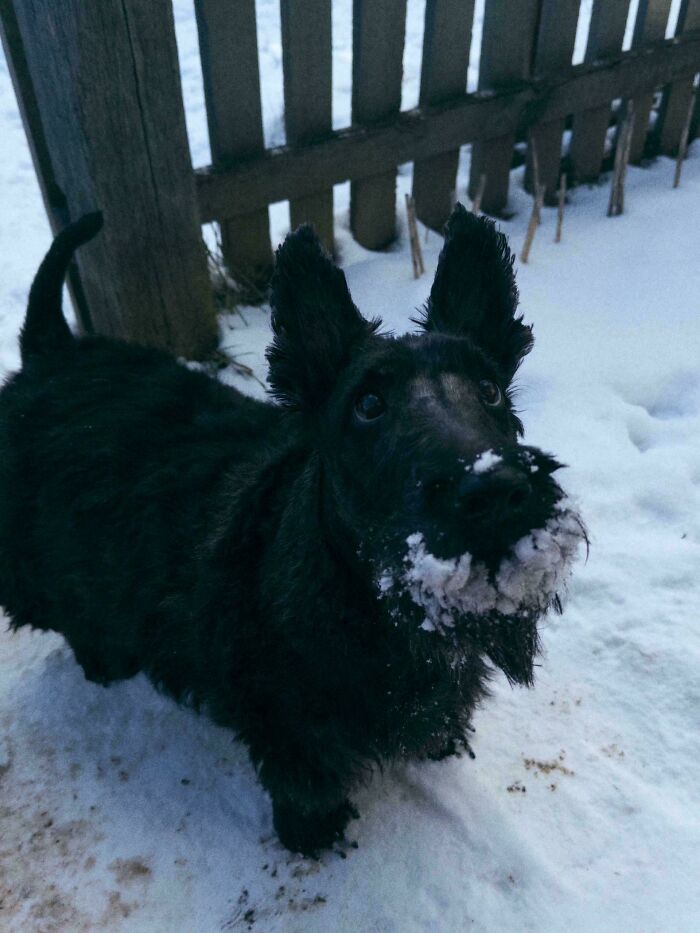 Black dog with snow on its face standing outside near a wooden fence in a winter setting cozy for this year’s winter.