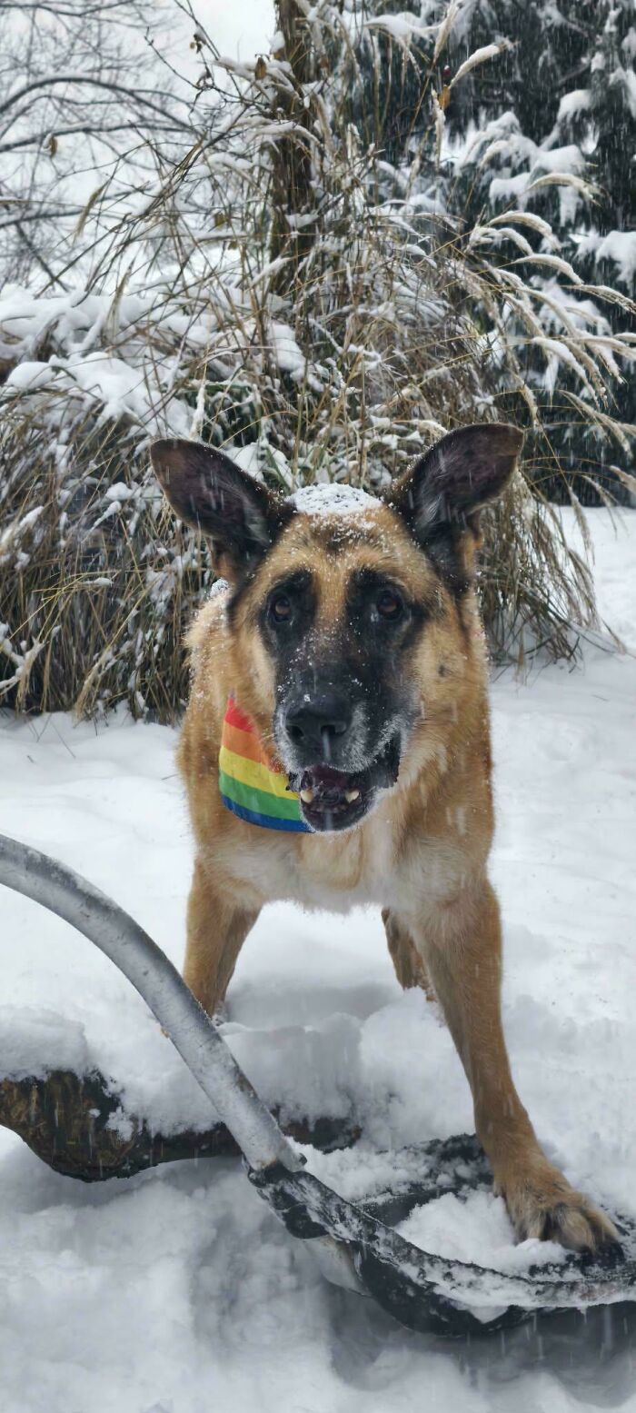 German shepherd dog wearing a colorful bandana playing in the snow among cozy winter natural surroundings