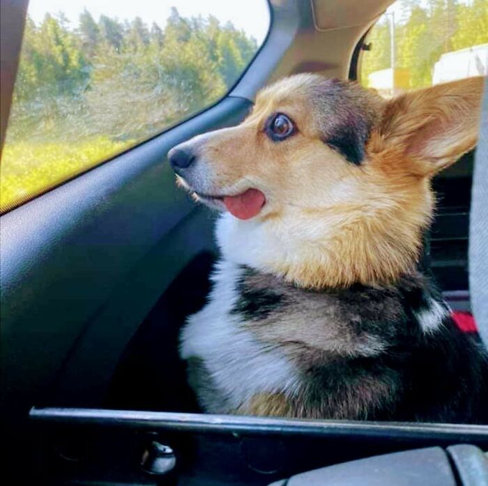 Corgi with tongue out making a silly face while sitting in a car, perfect example of animals making silly faces.