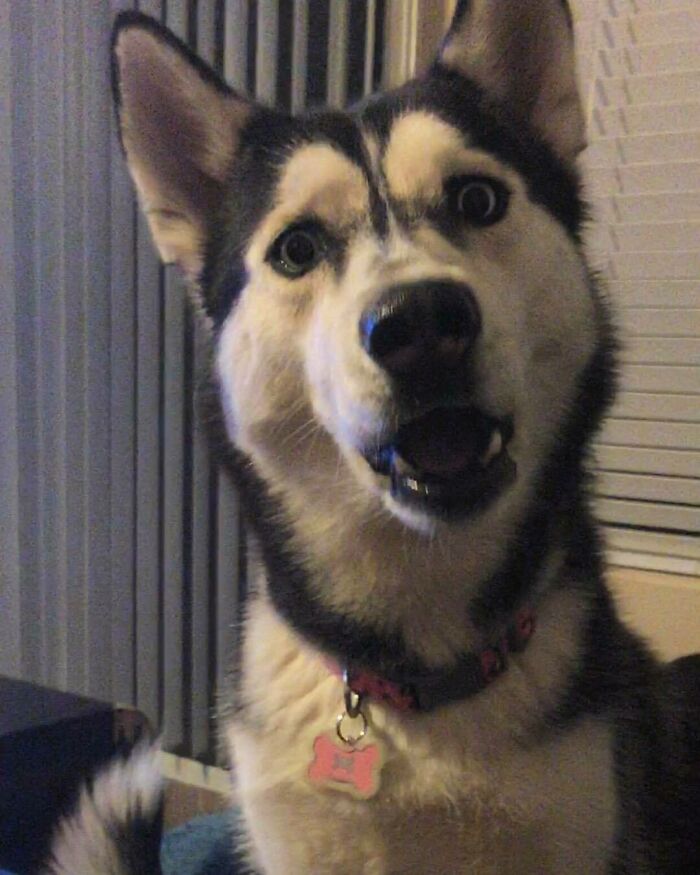 Husky dog making a silly face indoors, capturing a funny moment among animals making silly faces.