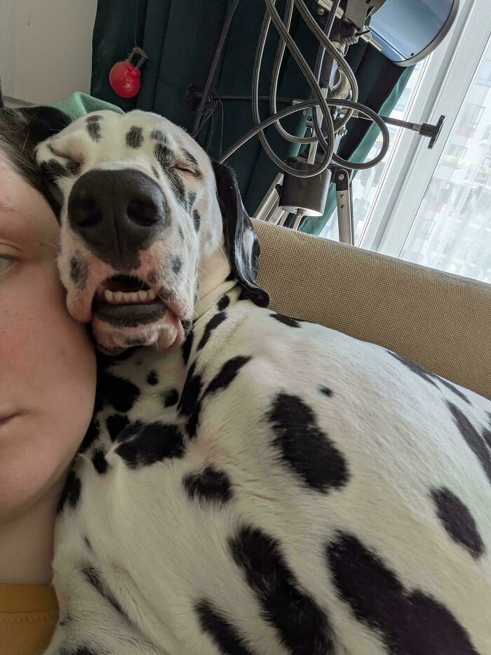 Dalmatian dog making a silly face while resting on a person's shoulder in a cozy indoor setting.