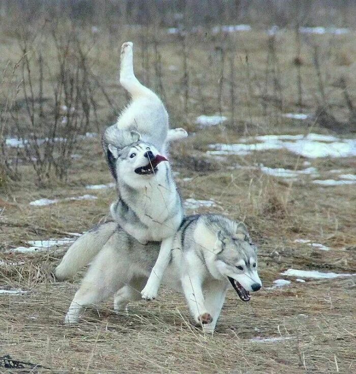 Two playful huskies making silly faces and posing in a grassy field, capturing animals making silly faces in action.