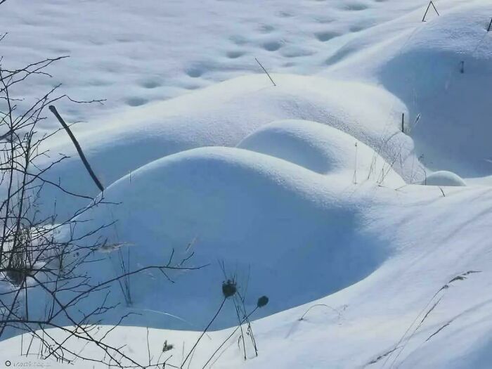 Snow-covered landscape with smooth mounds and dry plants, showcasing cozy winter images without stepping into the cold.