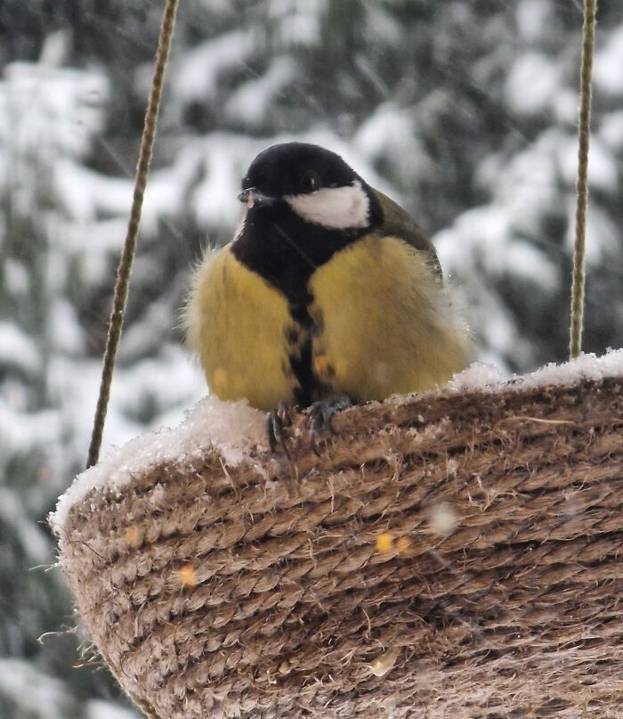 Small bird perched on a snowy hanging basket, capturing cozy winter images to enjoy without stepping outside in the cold.