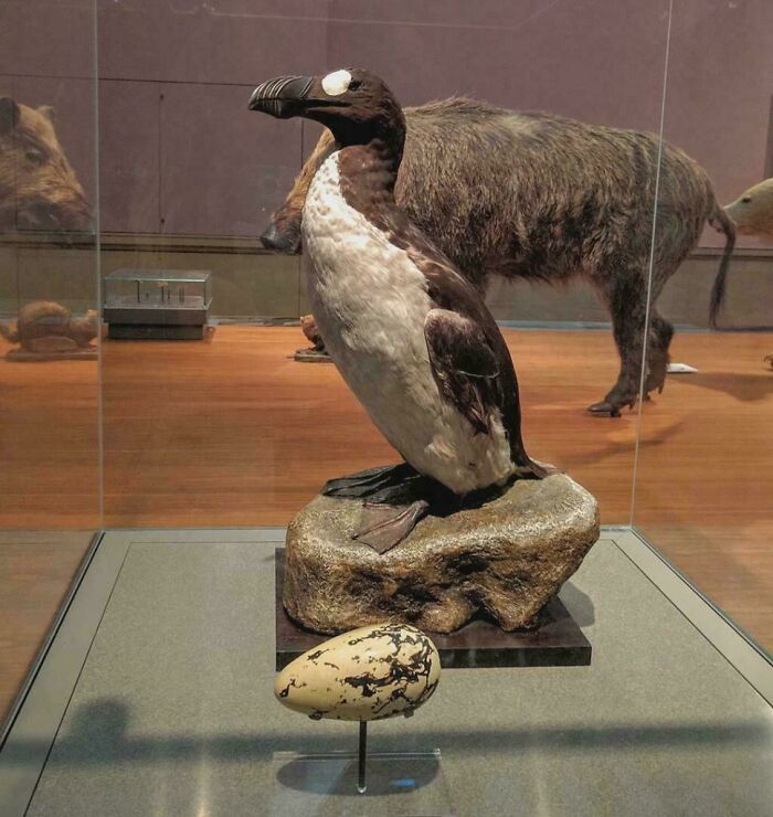 Taxidermy dodo bird and egg displayed in a museum exhibit related to unsettling history and crime.