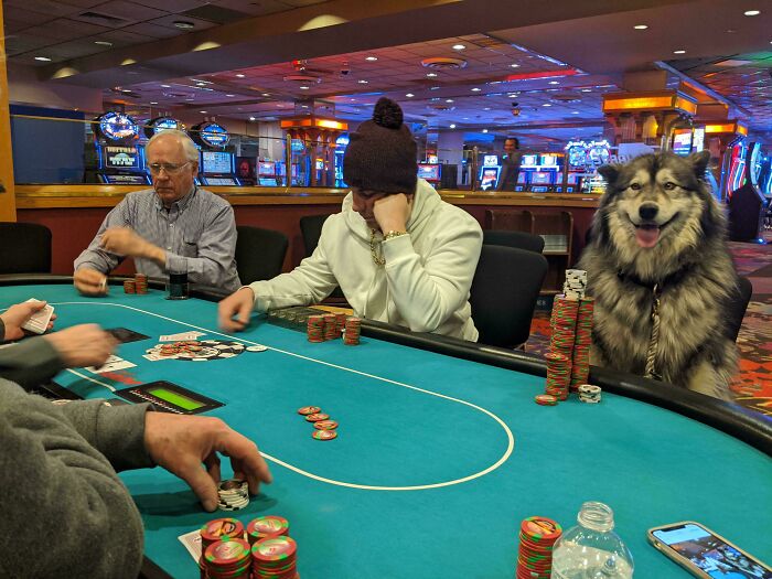 Dog sitting at poker table with players in casino, a confusing picture that is funny for no clear reason.