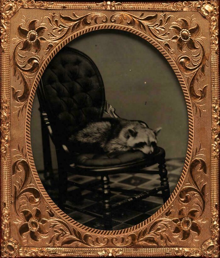 Victorian era photograph of a raccoon sleeping on an ornate chair, framed in an intricate floral metal frame.
