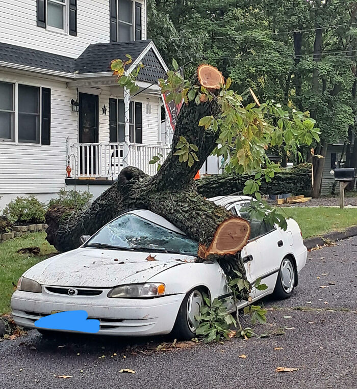 White car crushed by fallen tree on street, showing an expensive unfortunate and stupid fail with severe damage.