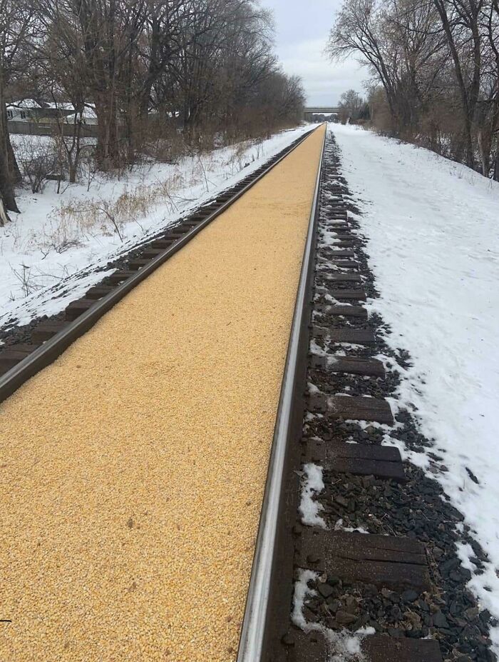 Railroad track filled entirely with corn kernels instead of traditional ballast in a snowy outdoor setting, fail.