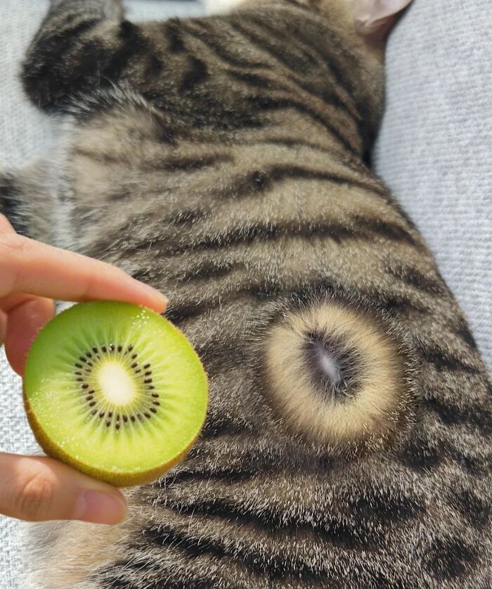 Close-up of a striped cat’s fur resembling a kiwi fruit slice, showcasing the natural comedic charm of cats.