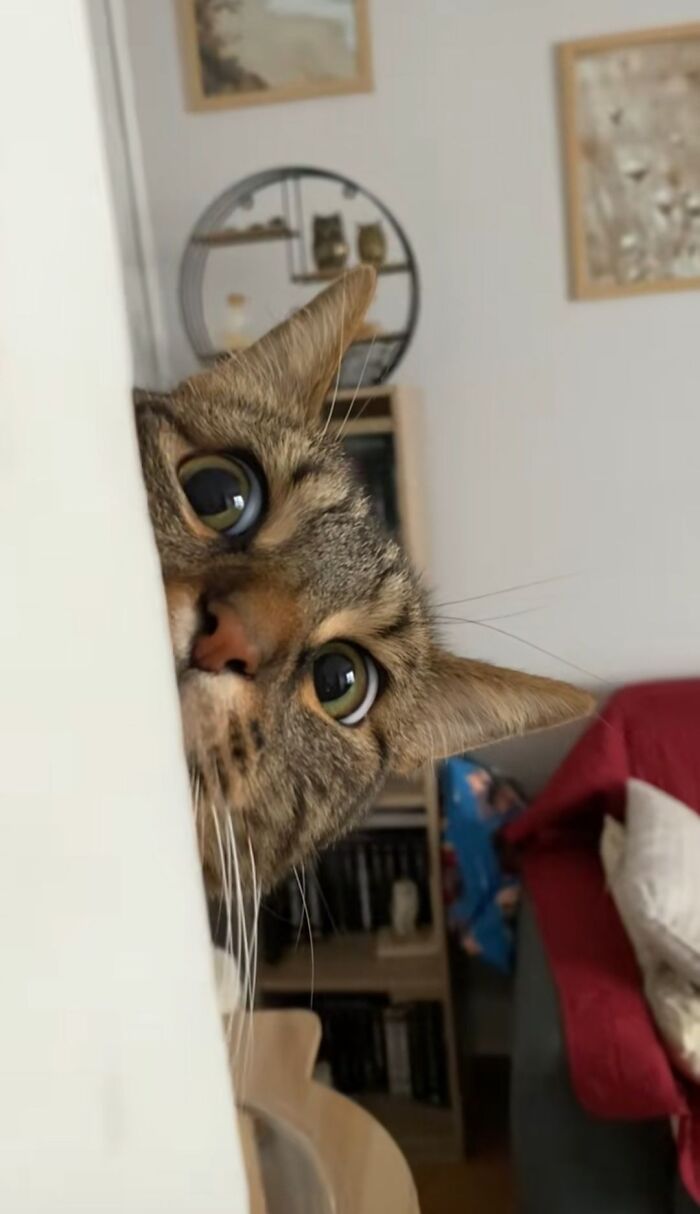 Close-up of a curious cat peeking from behind a wall, showcasing the natural comedian charm of cats indoors.