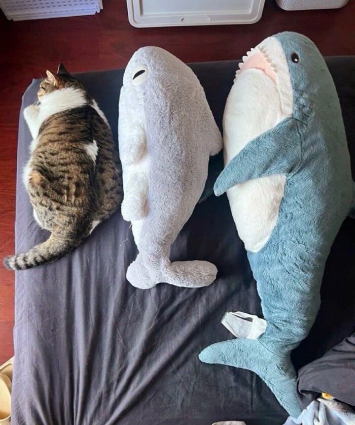 Tabby cat lying on a bed next to two large plush sea creatures, showcasing cats as natural comedians in a cozy setting.