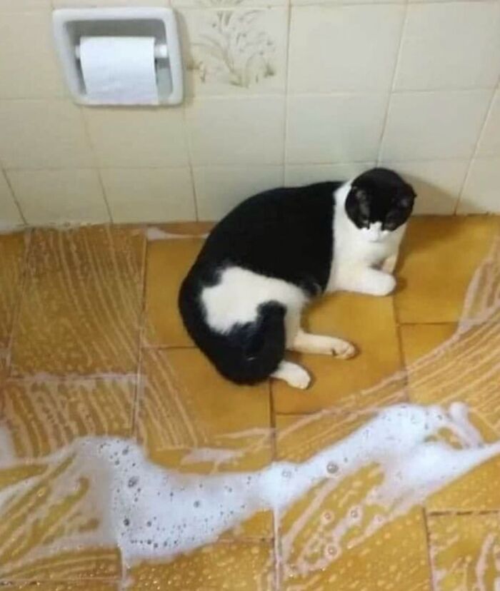 Black and white cat sitting on a bathroom floor with soap suds nearby, showing natural comedic behavior.