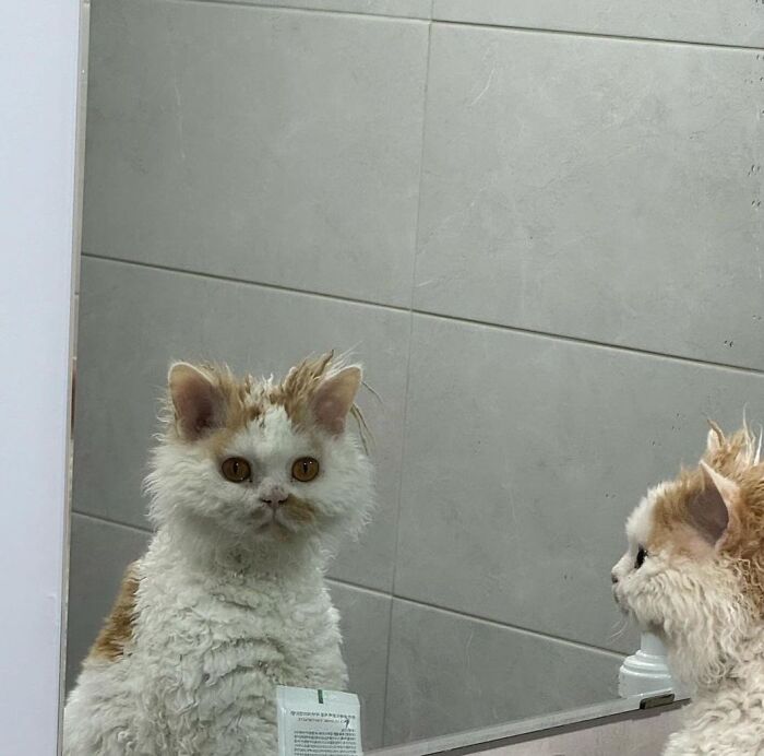 Curly white and orange cat looking at itself in a bathroom mirror, showcasing natural comedian cat expression.
