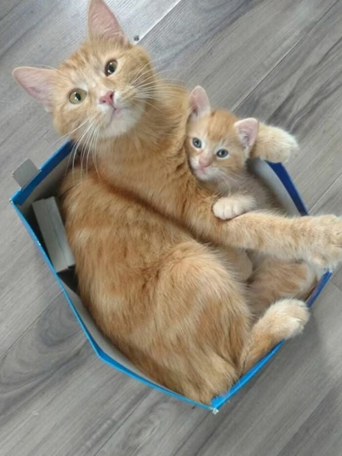 Two orange cats cuddling inside a small box, showcasing natural comedian cat behavior and viral cat moments.